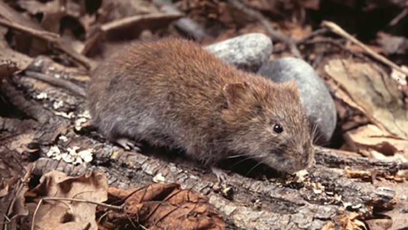 Bank voles in Skåne carry a virus that can cause hemorrhagic fever in humans. Photo: B. Niklasson