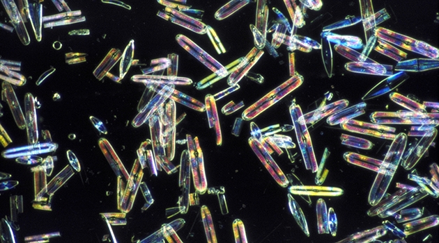 Kiselalger är encelliga och bildar ett skal av kiseldioxid runt sig.