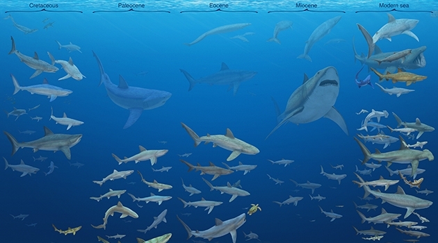 Tidslinje över håbrandsartade och gråhajsartade hajar under de senaste 83 miljoner åren. 