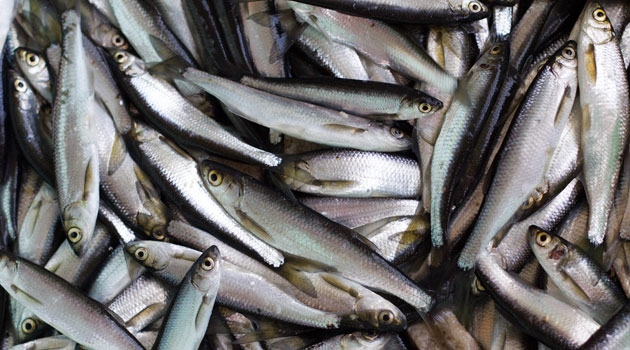 It has been estimated that the total breeding stock of herring in the Atlantic Ocean and adjacent waters amounts to about one trillion fish.